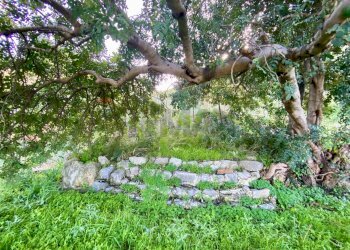 Giardino - Rustico via alaska, Carini - foto 3