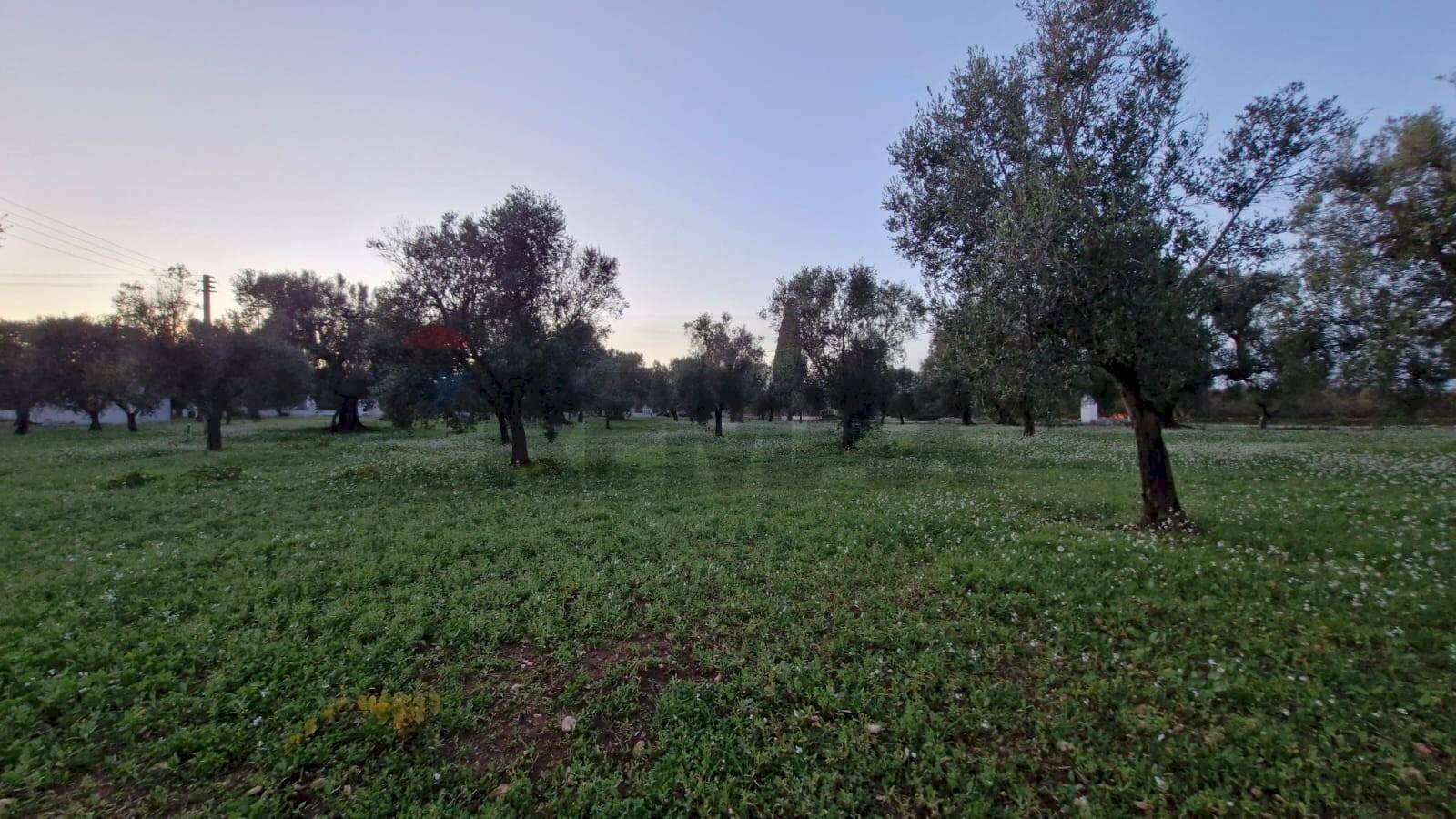 Giardino - Baita Contrada Petrelli
snc, Ceglie Messapica - foto 3