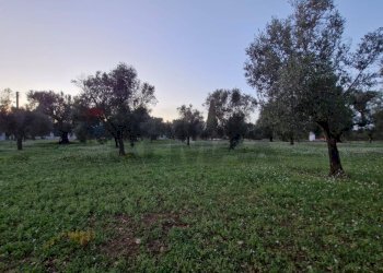 Giardino - Baita Contrada Petrelli
 
snc, Ceglie Messapica - foto 3