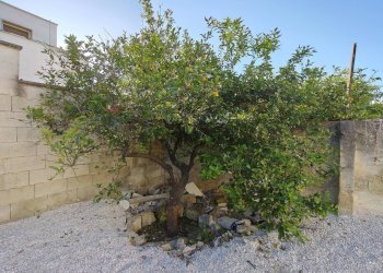 Albero di Limoni - Casa indipendente Via Cuneo
 
70, Mesagne - foto 18