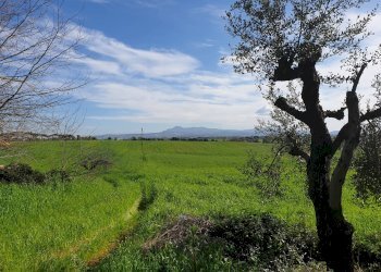 Foto 1 - Agricultural land Via delle vittorie
 
1, Pomezia - photo 1