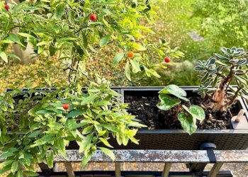 Dettagli - Appartamento via Uberto Visconti di Modrone, Milano - foto 13