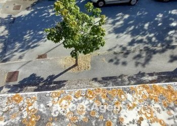 Villa Roncitelli, AN, Senigallia - foto 12