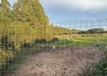 Agricultural land Guspini - photo 4