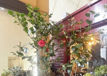 FIORAIO (22).png - Piante e Fiori Via dell'Indipendenza 2, Bologna (zona Centro Storico) - foto 12