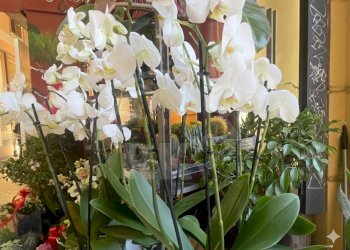 FIORAIO (23).png - Piante e Fiori Via dell'Indipendenza 2, Bologna (zona Centro Storico) - foto 27