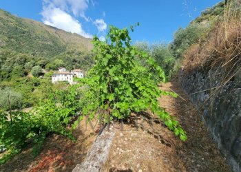 Immagine WhatsApp 2025-07-21 ore 11.26.55_a4263ba2 - Terreno agricolo Via Nazionale 20, Airole - foto 17