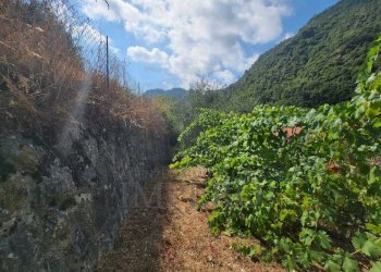 Immagine WhatsApp 2025-07-21 ore 11.26.55_dfc6c6ae - Terreno agricolo Via Nazionale 20, Airole - foto 18