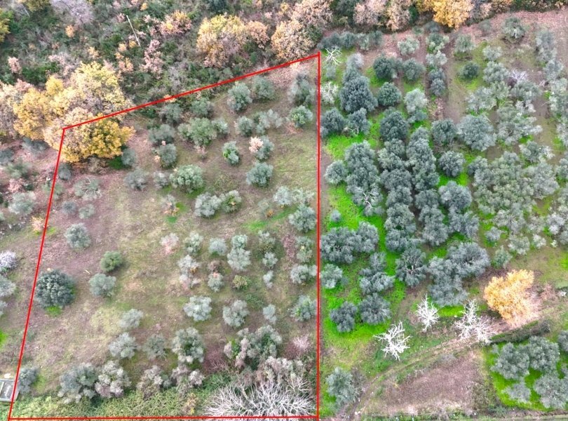 Terreno agricolo Carinola - foto 2