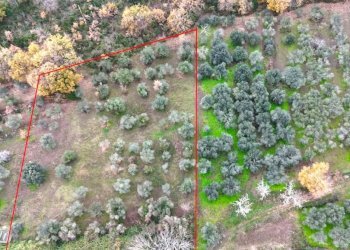 Terreno agricolo Carinola - foto 2