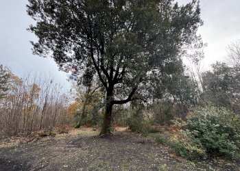 Giardino - Agricultural land Via della Regione
 
snc, Pedara - photo 4