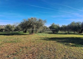 Foto 11 - Warehouse C.da Sablanico, Loreto Aprutino - photo 11