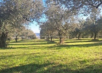 Foto 12 - Warehouse C.da Sablanico, Loreto Aprutino - photo 12