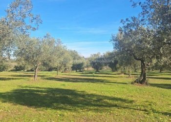 Foto 13 - Warehouse C.da Sablanico, Loreto Aprutino - photo 13