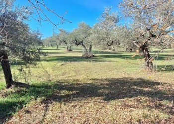 Foto 14 - Warehouse C.da Sablanico, Loreto Aprutino - photo 14