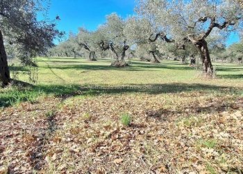 Foto 16 - Warehouse C.da Sablanico, Loreto Aprutino - photo 16