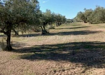 Foto 18 - Warehouse C.da Sablanico, Loreto Aprutino - photo 18