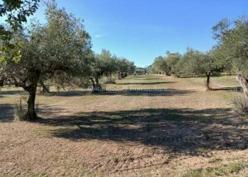 Foto 19 - Warehouse C.da Sablanico, Loreto Aprutino - photo 19