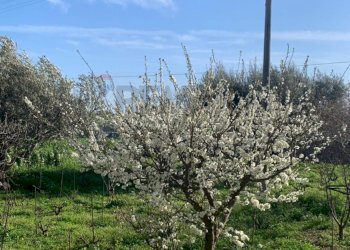 Giardino - Villa canizzara ciancia, Modica - foto 4