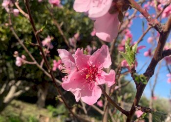 Dettagli - Villa canizzara ciancia, Modica - foto 5