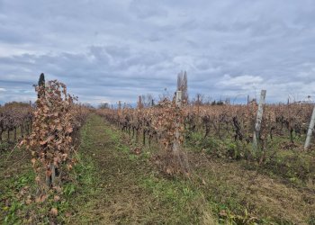 Foto 1 - Terreno agricolo località Grisa, Lazise - foto 1