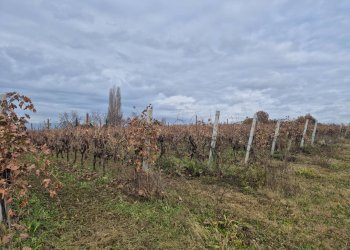 Foto 2 - Terreno agricolo località Grisa, Lazise - foto 2