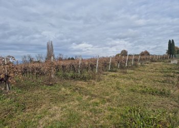 Foto 3 - Terreno agricolo località Grisa, Lazise - foto 3