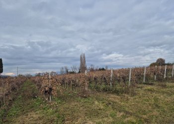 Foto 4 - Terreno agricolo località Grisa, Lazise - foto 4