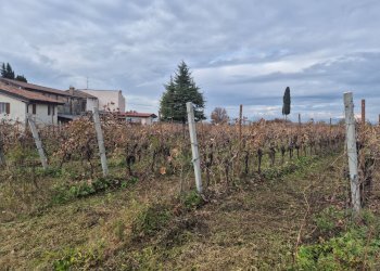 Foto 6 - Terreno agricolo località Grisa, Lazise - foto 6