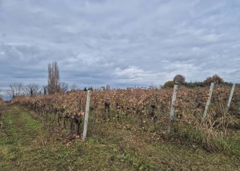 Foto 7 - Terreno agricolo località Grisa, Lazise - foto 7