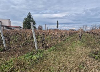 Foto 8 - Terreno agricolo località Grisa, Lazise - foto 8