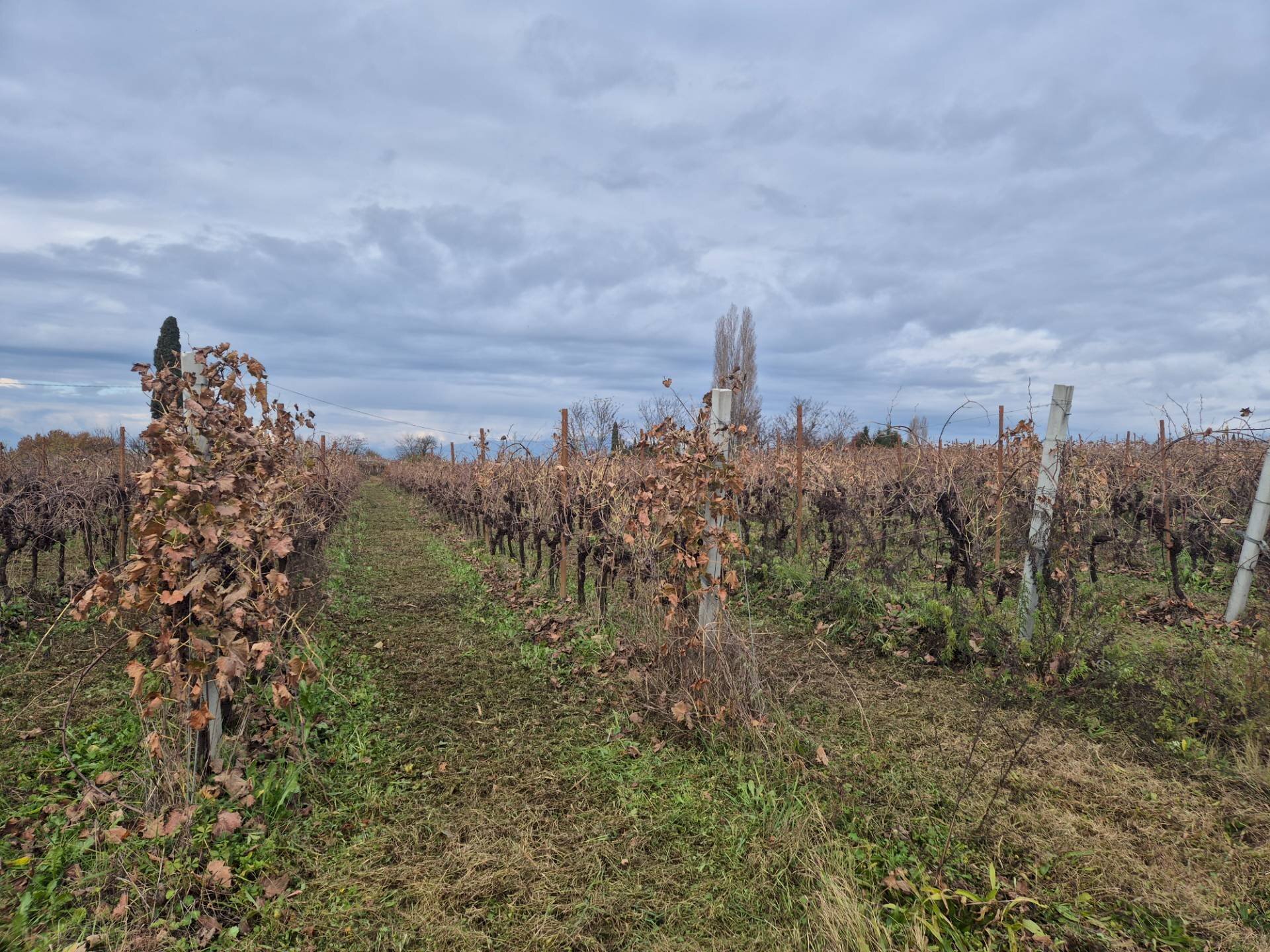 Foto 1 - Terreno agricolo località Grisa, Lazise - foto 1