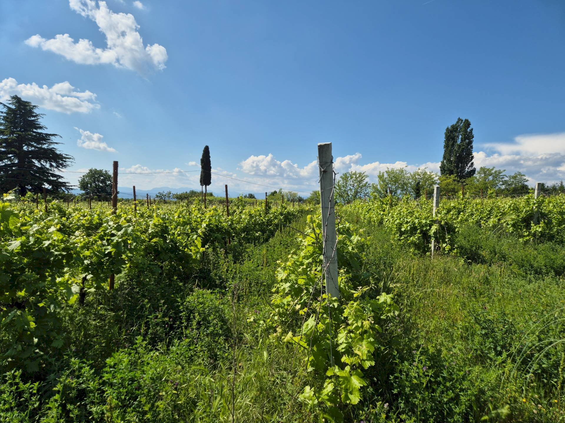 Foto 1 - Agricultural land località Grisa, Lazise - photo 1