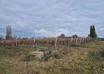 Foto 5 - Terreno agricolo località Grisa, Lazise - foto 5