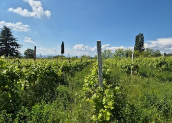 Foto 1 - Agricultural land località Grisa, Lazise - photo 1