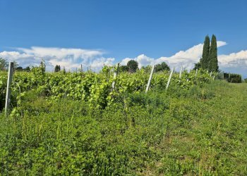 Foto 5 - Agricultural land località Grisa, Lazise - photo 5