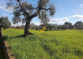Foto 16 - Rustico Contrada Cappelluzzo, Ostuni - foto 16