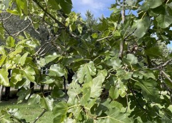 Rustico podere santo ottaviano 74, Pomarance - foto 13