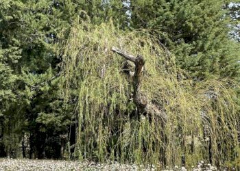 Rustico podere santo ottaviano 74, Pomarance - foto 24