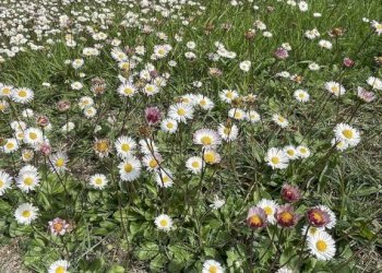 Rustico podere santo ottaviano 74, Pomarance - foto 25