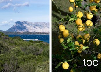 Villa a Schiera San Teodoro - foto 5