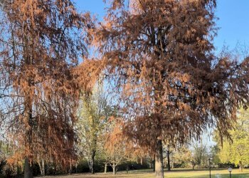 Villa Soliera - foto 18