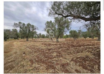 Foto 10 - Rustico Contrada Specchia
 
snc, Latiano - foto 10