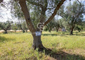 Foto 48 - Rustico snc, Latiano - foto 48