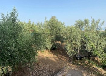 Giardino - Terreno agricolo contrada mangione, Misterbianco - foto 8