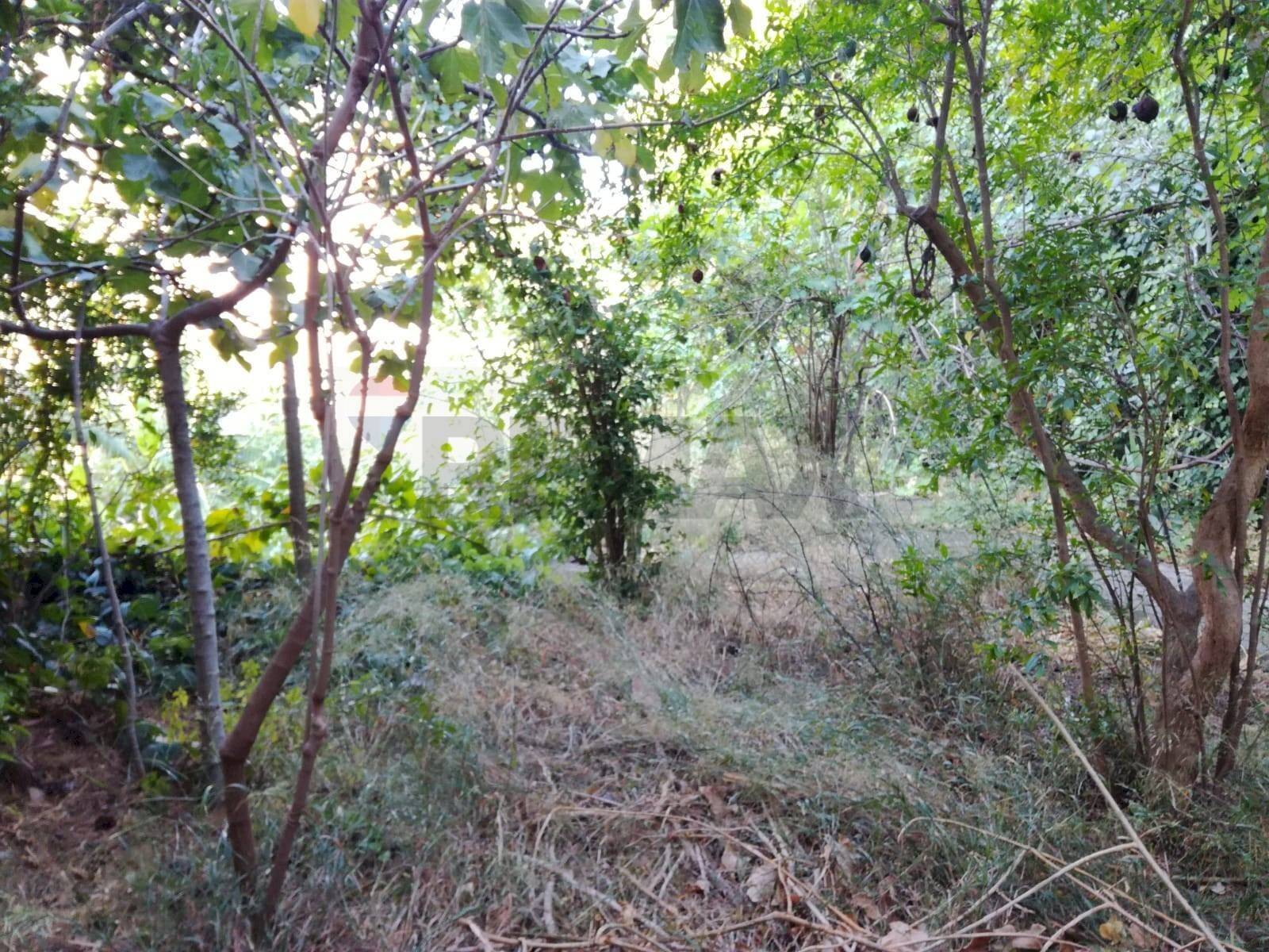 Giardino - Casa indipendente Via Acquedotto Greco
 
230, Catania - foto 2