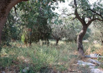 Giardino - Rustico CONTRADA MEZZO GREGORIO
 
SNC, Noto - foto 17