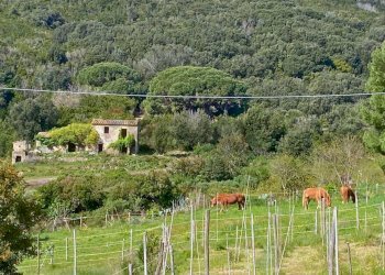 Giardino - Casa indipendente Campo nell'Elba - foto 1