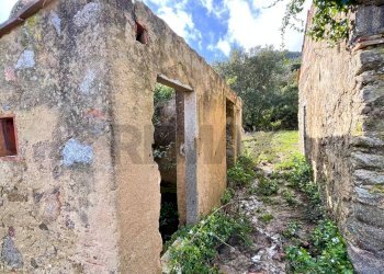 Giardino - Casa indipendente Campo nell'Elba - foto 24