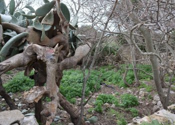 Giardino - Rustico C.da Ciantarato
 
snc, Ragusa - foto 10